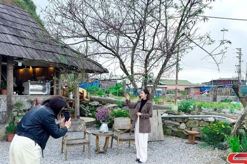 Hoa đào nở sớm nơi rẻo cao Tà Xùa