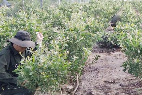 Sản phẩm tinh dầu tràm mới đạt tiêu chuẩn FSC