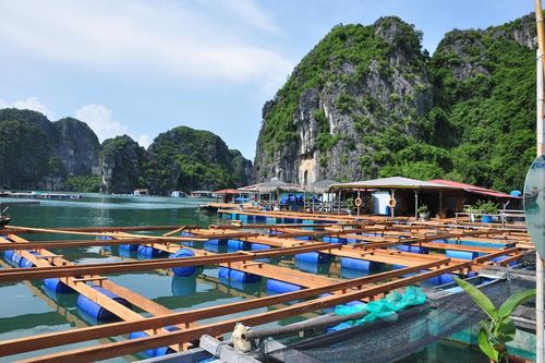 Đề xuất khu nuôi trồng thủy sản 260ha ngoài vùng lõi vịnh Hạ Long (Quảng Ninh)