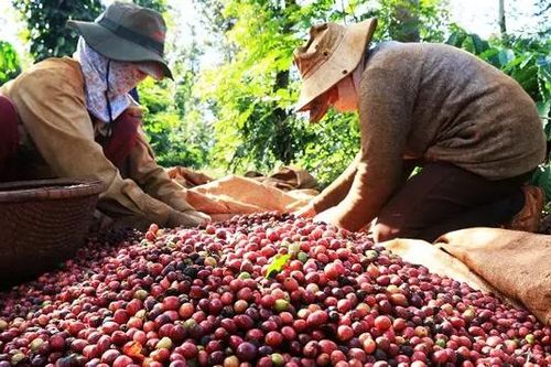 Xuất khẩu cà phê lần đầu tiên vượt 5 tỷ USD