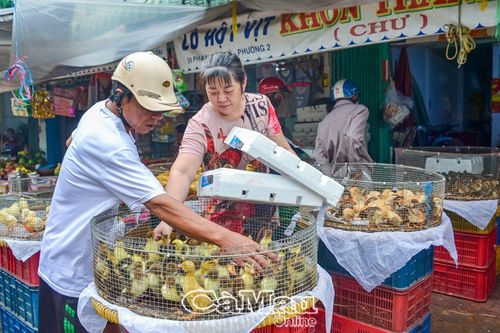 Chủ động phòng ngừa dịch cúm gia cầm