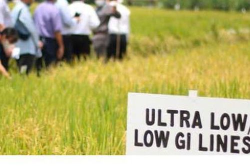 Giống lúa mới giúp giảm bệnh tiểu đường sẽ được trồng đại trà