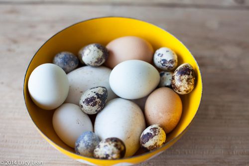 Trứng vịt, trứng cút và trứng ngỗng, loại nào bổ dưỡng hơn?