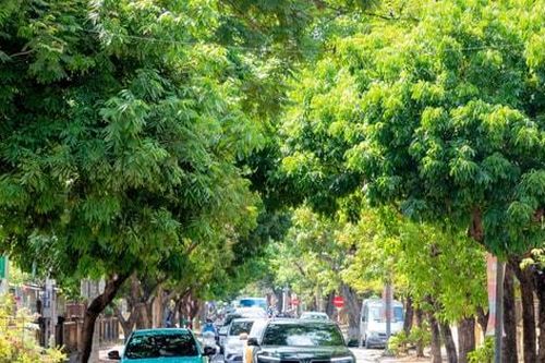 'Chữa bệnh' cho bầu không khí vì một Hà Nội xanh