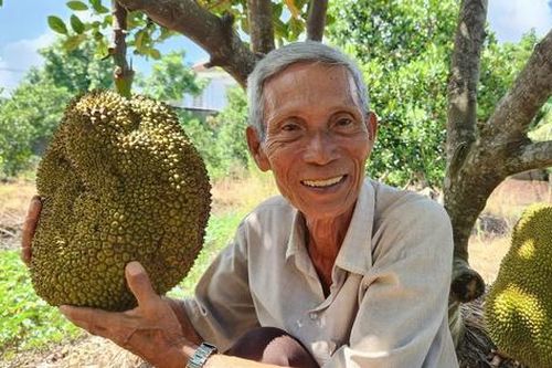 Lão nông ở Cần Thơ trồng giống mít 'lạ', khách tranh mua