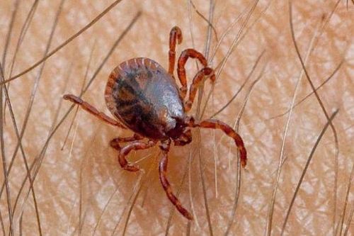 Câu hỏi thường gặp liên quan đến bệnh Babesia