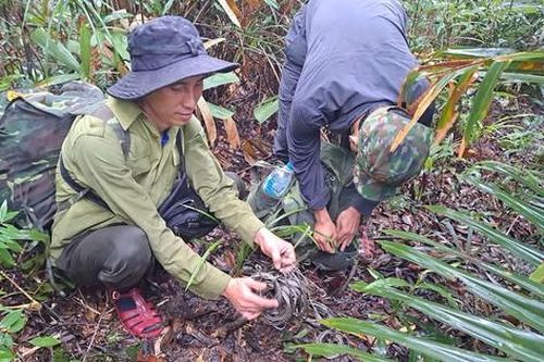 Di chuyển gần 50 nghìn km đường rừng để 'phá bẫy' cứu động vật hoang dã