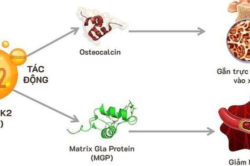 Vitamin K2 - Sự thật có thể bạn chưa biết