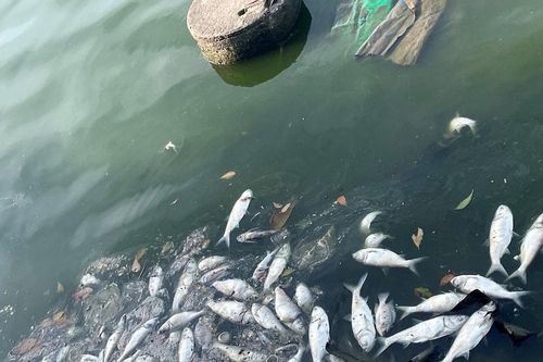 Cá chết nổi trắng, bốc mùi hôi thối quanh hồ Tây