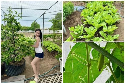 Đã mắt ngắm vườn rau xanh mướt trong biệt thự của Đoàn Di Băng