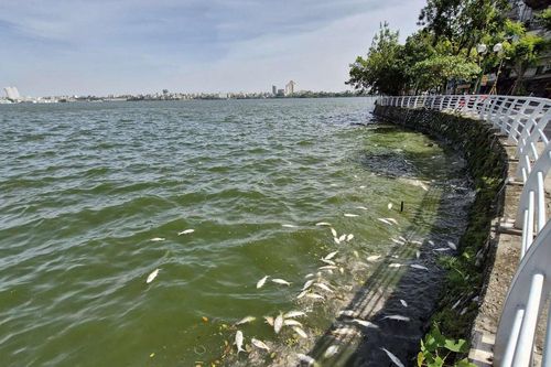 Đề xuất 'đánh tỉa' cá nguy hại ở hồ Tây để khắc phục tình trạng cá chết