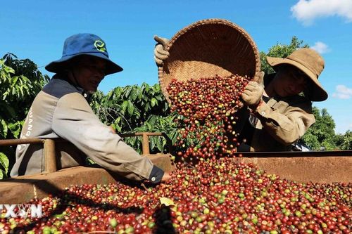 Xuất khẩu càphê niên vụ 2023-2024 đạt kim ngạch cao kỷ lục 5,43 tỷ USD