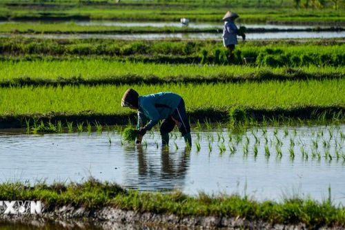 Indonesia đặt mục tiêu phát triển thêm 3 triệu ha lúa để phục hồi lương thực