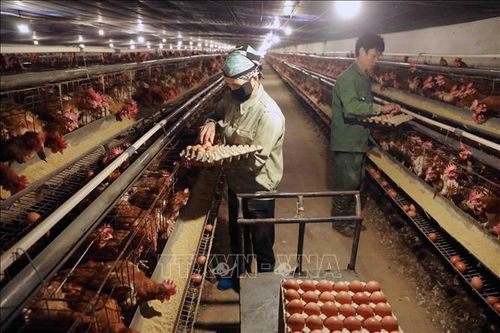 Đảm bảo nguồn cung thực phẩm cho những tháng cuối năm