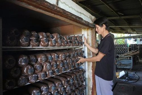 Anh nông dân trồng cây không lá 'quý như vàng', nhẹ nhàng lãi 500 triệu đồng