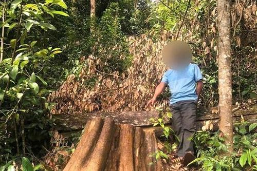 Khởi tố đối tượng vào rừng phòng hộ khai thác gỗ bứa núi