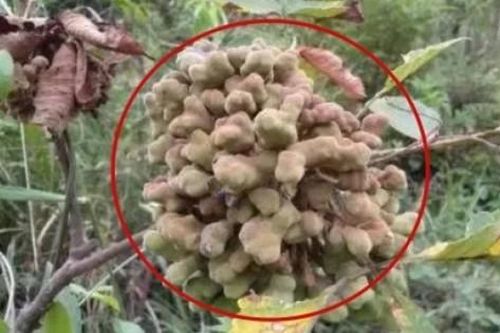 Thấy cây mọc 'mụn nhọt' đừng vội chặt bỏ, có người kiếm được vài trăm nghìn/ngày nhờ nó