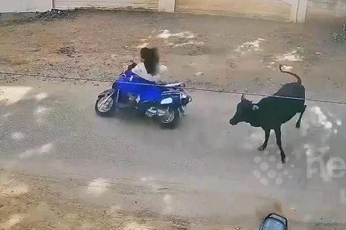 Clip: Bò bất ngờ lao ra đường, hạ gục người đi xe máy trên phố