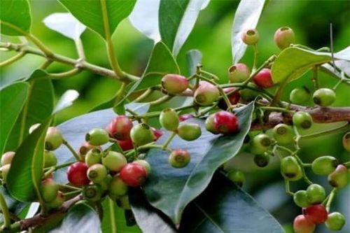 Có một cây trồng trước nhà 'lợi trăm bề', nụ hoa còn bán được 140 nghìn đồng/kg