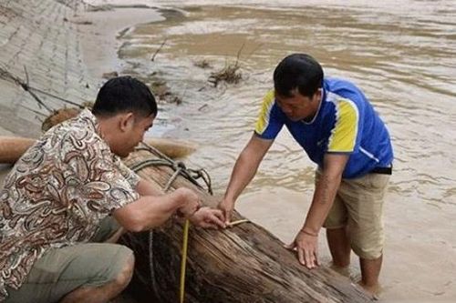 Người đàn ông ở Nghệ An từng vớt được cây gỗ trăm tuổi: Loại gỗ có nguy cơ tuyệt chủng của Việt Nam, trị giá nửa tỷ đồng