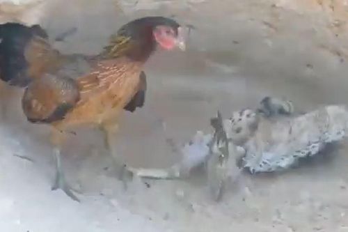 CLIP: Gà mẹ nổi điên, biến thành 'đồ tể' đuổi giết đại bàng vì kẻ đi săn dám làm điều này