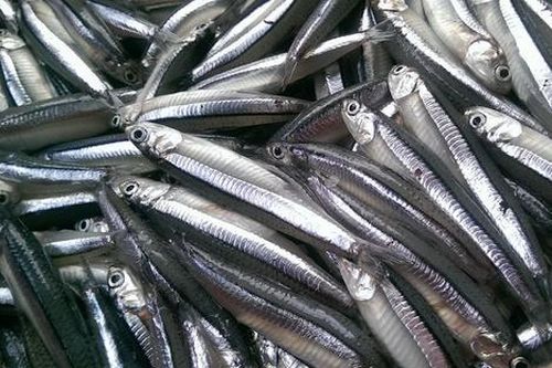Loại cá bé tí ti xưa không ai ăn, giờ thành đặc sản được ưa chuộng vì ngon và bổ, 180.000 đồng/kg