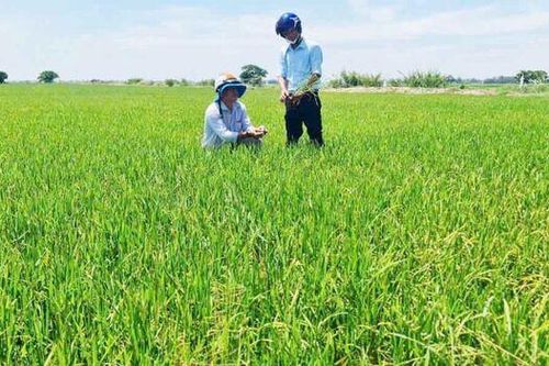 Tạo nhịp cầu liên kết trong nông nghiệp