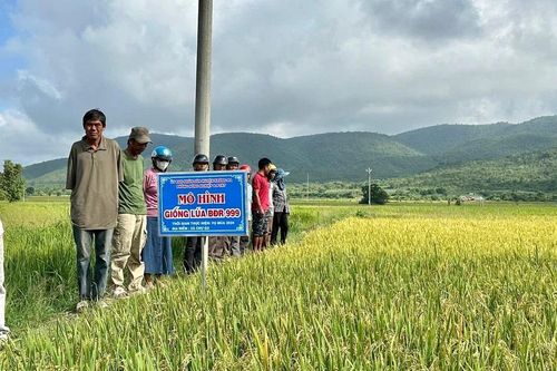 Krông Pa hướng đến xây dựng thương hiệu gạo chất lượng cao