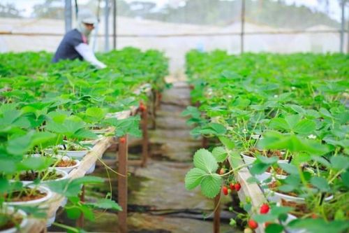 Thúc đẩy hợp tác nông nghiệp ASEAN