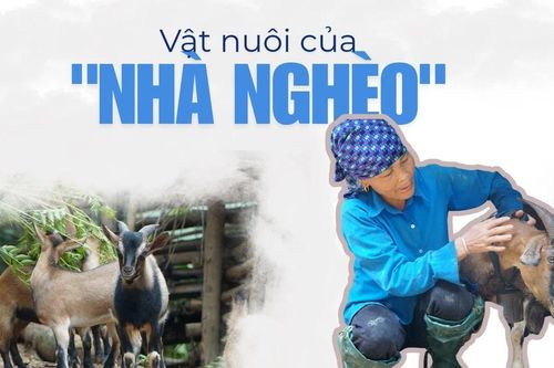 Vật nuôi của nhà nghèo