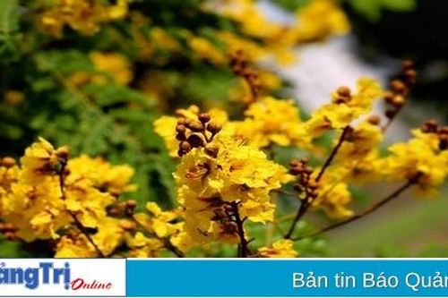 Vàng hoa thuở ấy