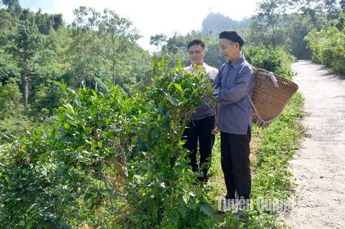 Duy trì diện tích chè khoảng 8.000ha đến năm 2030