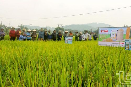 Sản xuất lúa tập trung gắn với tiêu thụ sản phẩm