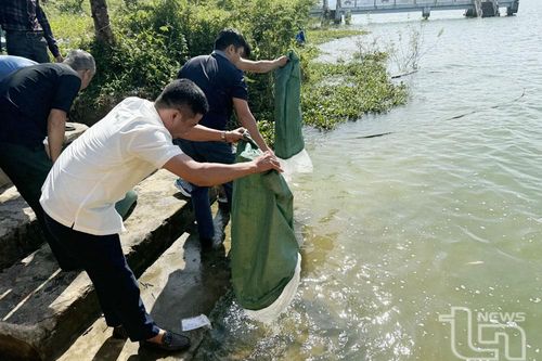 Thái Nguyên: Thả trên 65,4 nghìn con cá giống tái tạo nguồn lợi thủy sản