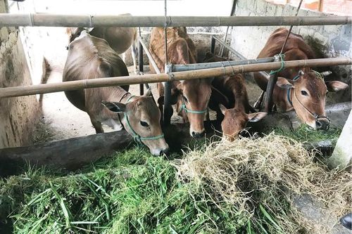 Phòng, chống dịch bệnh và đói rét cho gia súc: Ý thức người dân là trên hết