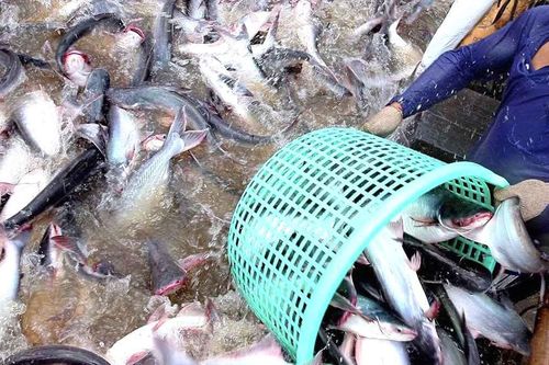 Cước tàu biển 'ăn mòn' lãi, Thủy sản Nam Việt (ANV) cách xa mục tiêu kinh doanh cả năm