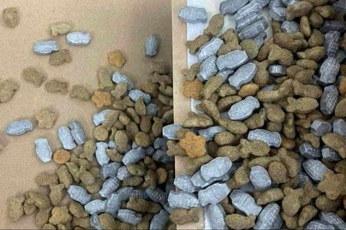 Đề nghị truy tố bị can vụ giấu ma túy lẫn trong thức ăn chó, mèo