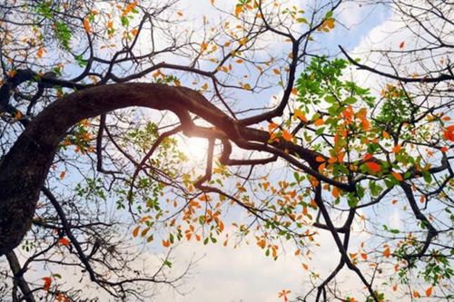 Bão Trà Mi giật cấp 12 trên biển Đông, Hà Nội ngày đêm chênh lệch hơn 10 độ
