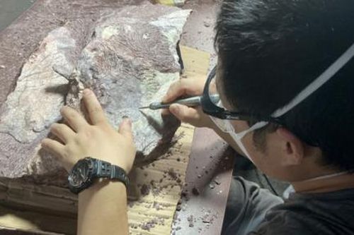 Hóa thạch khủng long lần đầu tiên được phát hiện ở Hồng Kông