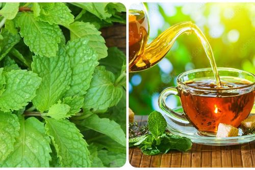 Điều gì sẽ xảy ra nếu bạn uống nước lá bạc hà mỗi ngày?