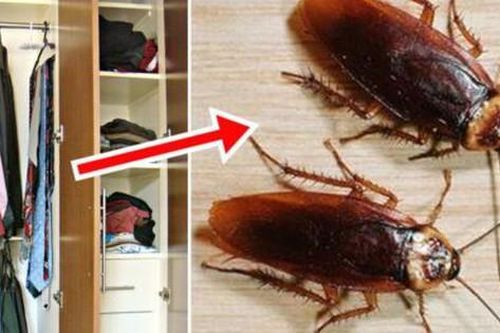 Cách đuổi gián trong tủ quần áo vô cùng đơn giản, an toàn và hiệu quả