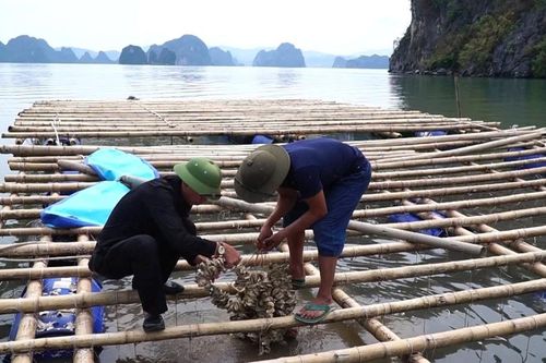 'Giao biển' để ngư dân tái thiết sau bão số 3