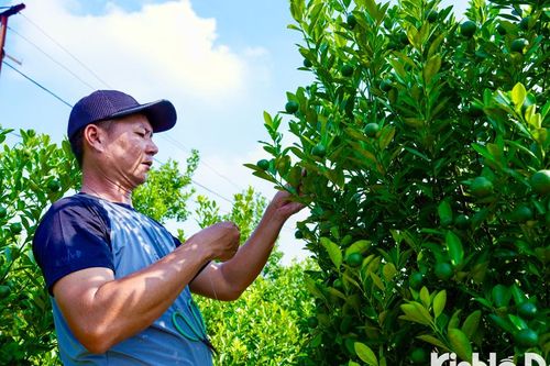 Người dân nỗ lực ''hồi sinh'' đào, quất phục vụ Tết sau bão số 3