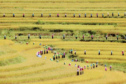 Đặc sắc Lễ hội ruộng bậc thang Miền Đồi, Hòa Bình