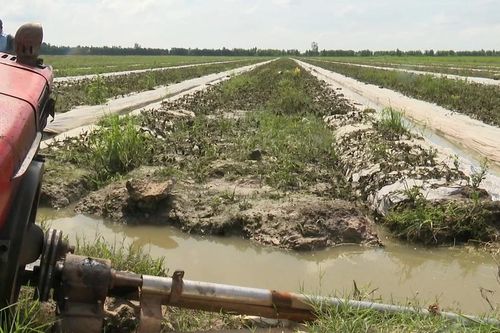 Không để xảy ra sự cố tràn đê, vỡ đê gây ngập úng ở Long An