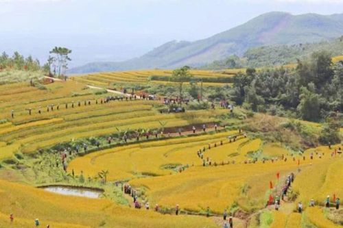 Du khách thích thú check-in ruộng bậc thang ở Hòa Bình