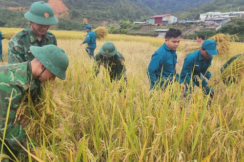 Đồn Biên phòng Tr'hy giúp dân thu hoạch lúa trước khi bão số 6 đổ bộ