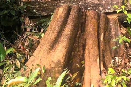 Bị khởi tố vì vào rừng phòng hộ lấy gỗ để thay cột nhà