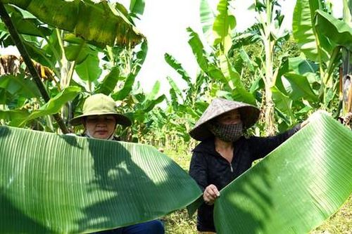 Trồng chuối đuổi rác
