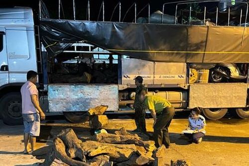 Quảng Bình: Bắt giữ lượng lớn gỗ thuộc nhóm thực vật rừng nguy cấp, quý hiếm